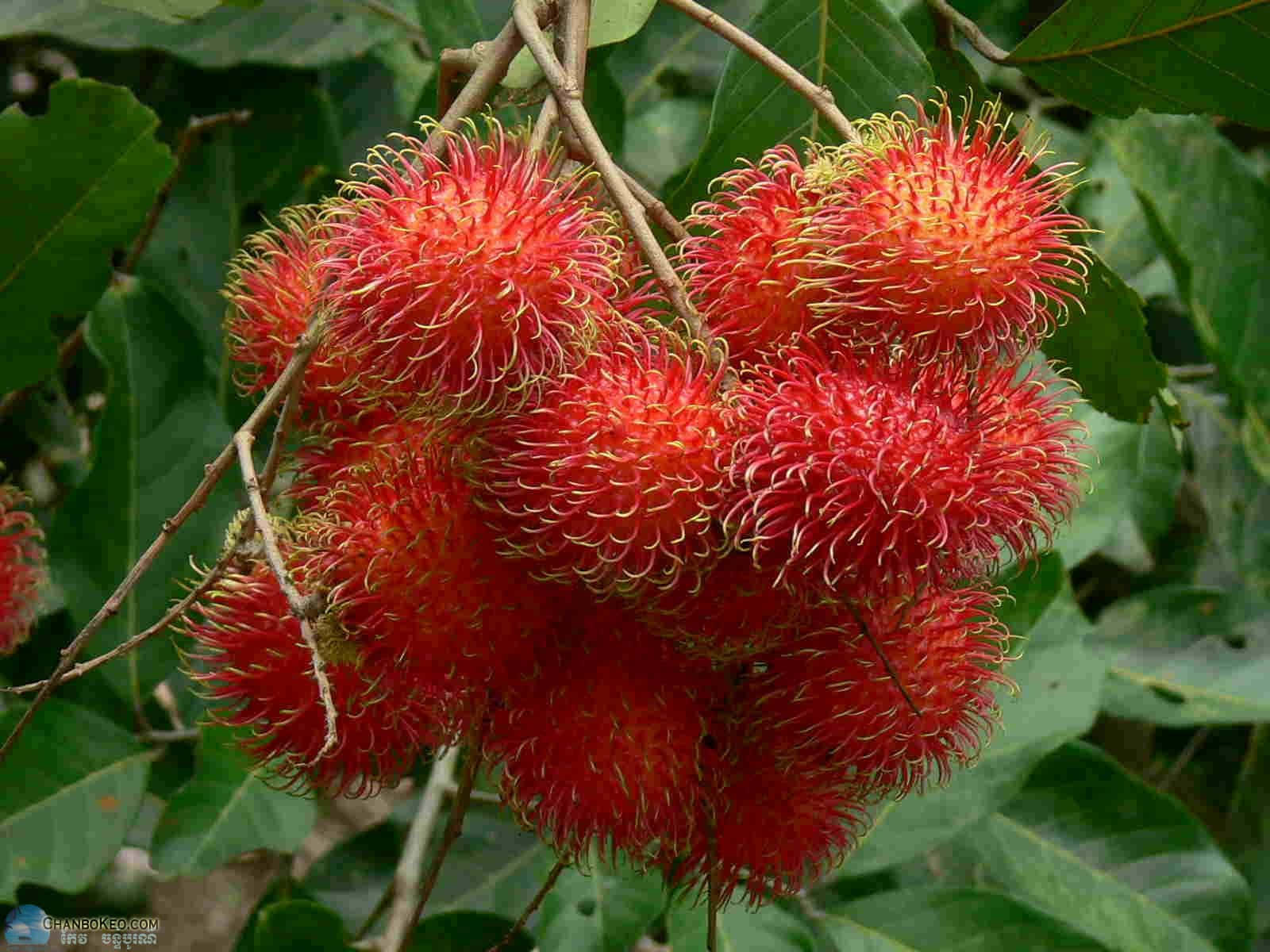 Ripe Fruit Of Pulasan Tree Wallpaper