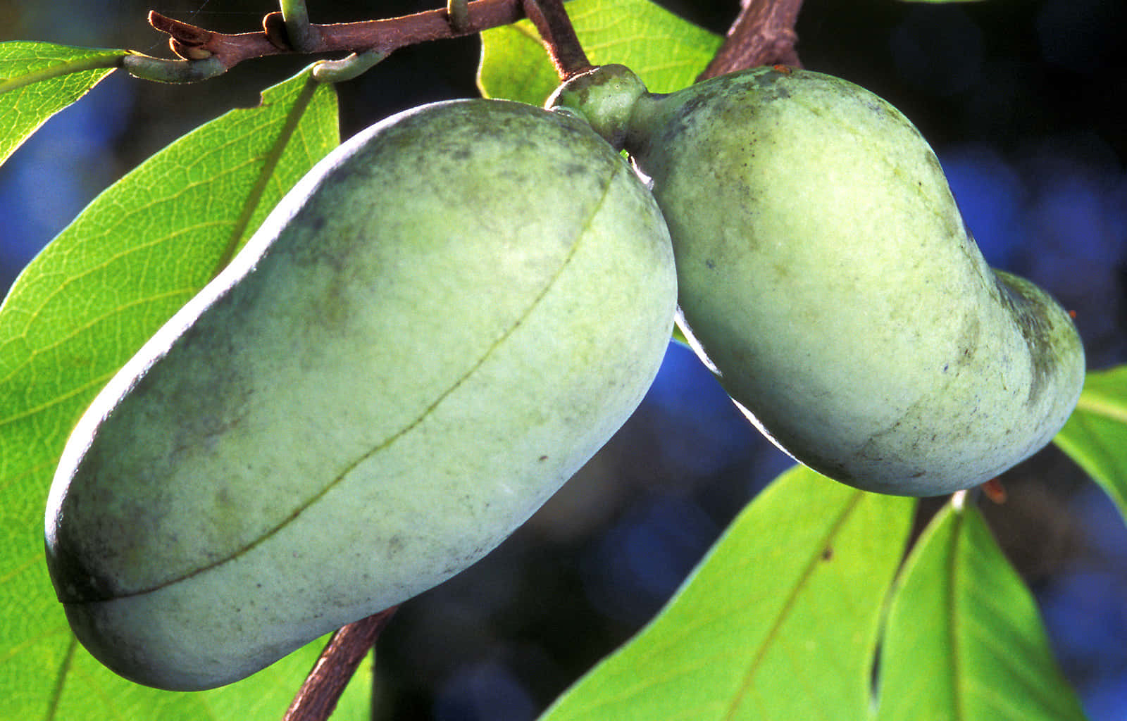 Ripe Pawpaw Fruiton Tree Wallpaper