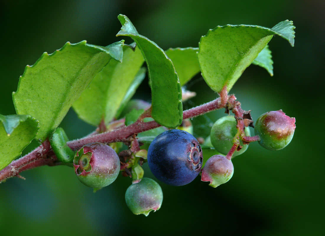 Ripening Huckleberry Branch Wallpaper