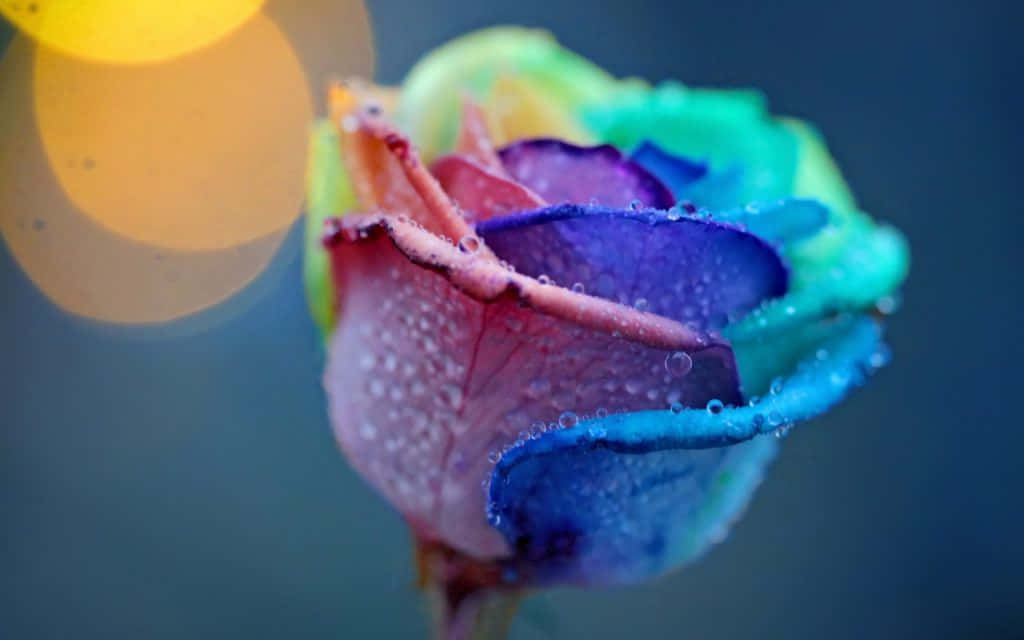 Rise To The Beauty Of Love Wallpaper