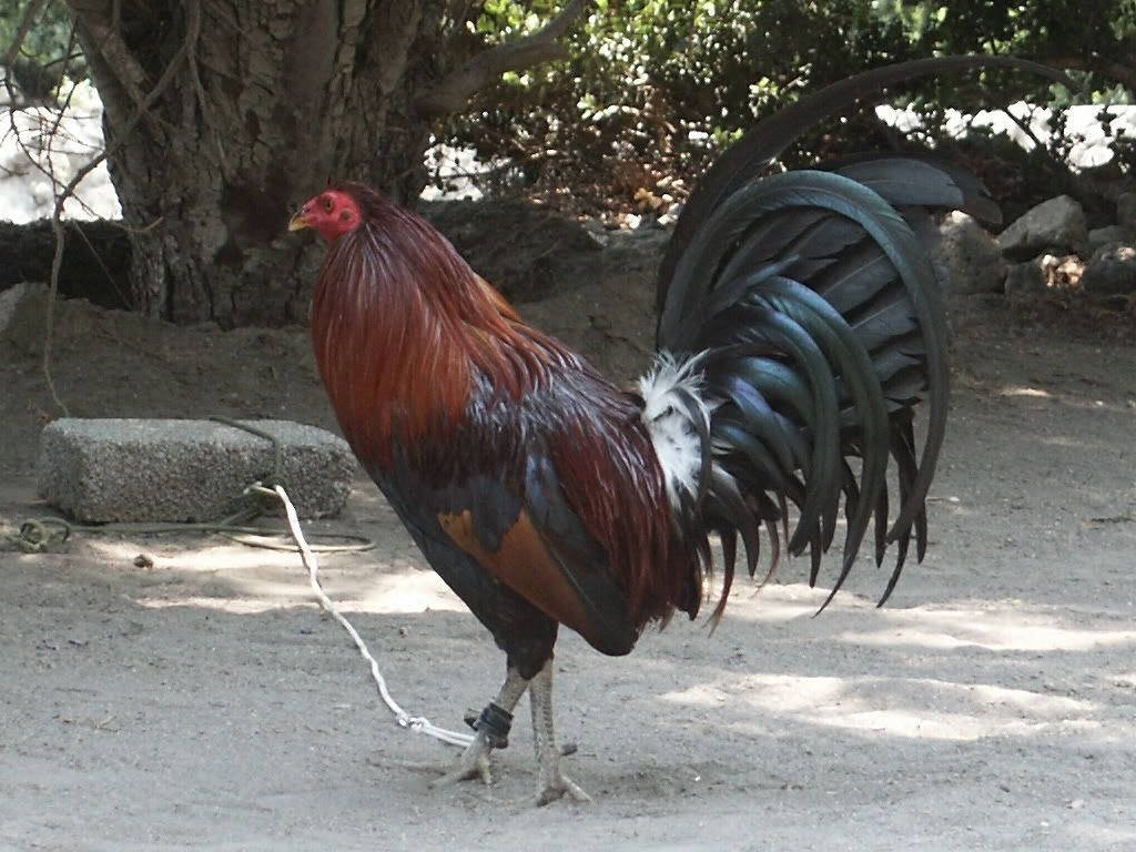 Rooster Tied In Rock Wallpaper