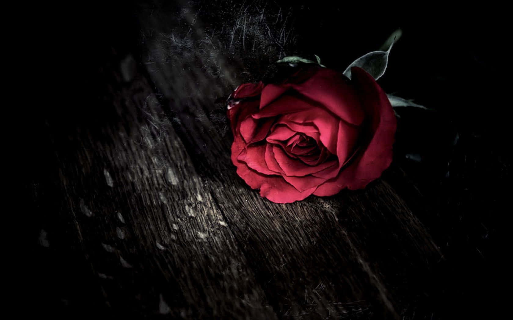 Rose A Beautiful Shot Of A Deep Red Rose. Wallpaper