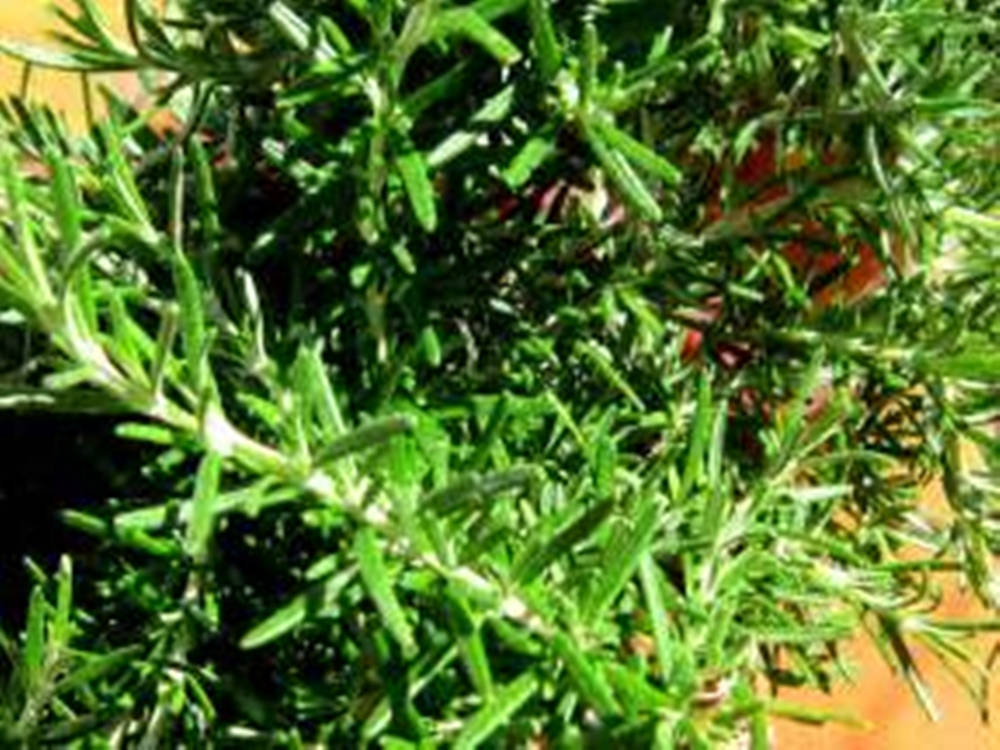 Rosemary Bush Green Wallpaper