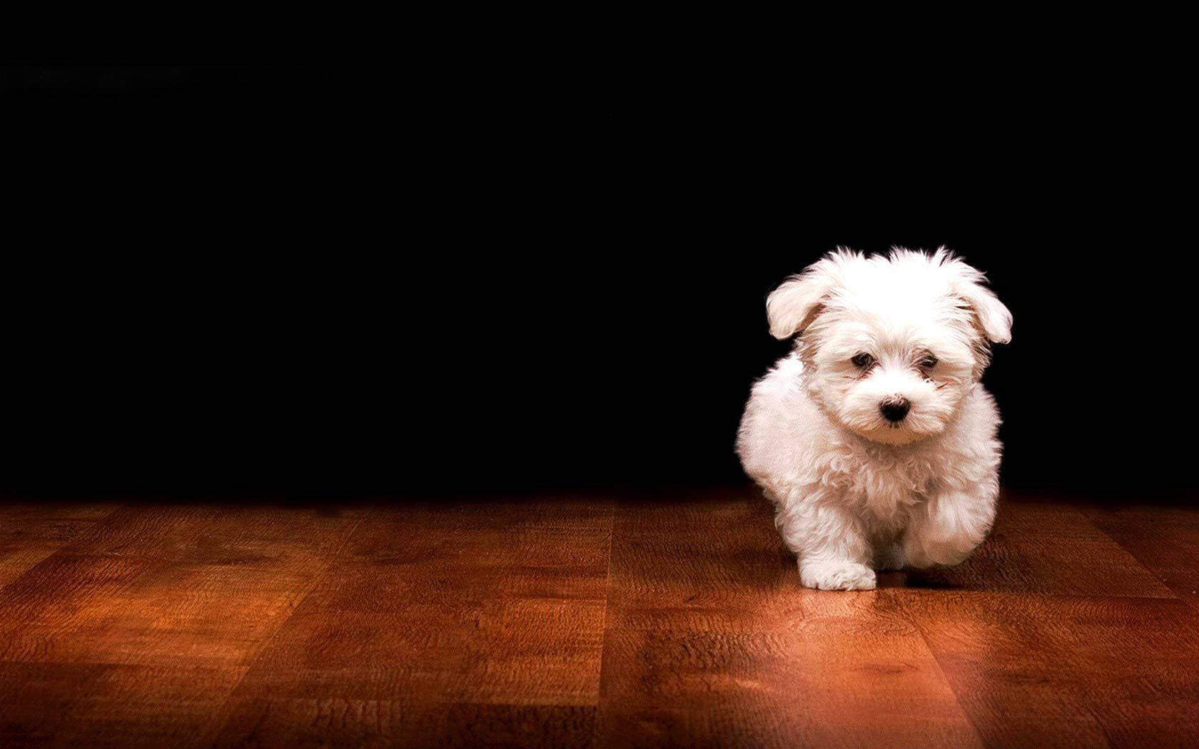 Running Maltese Puppy Desktop Wallpaper