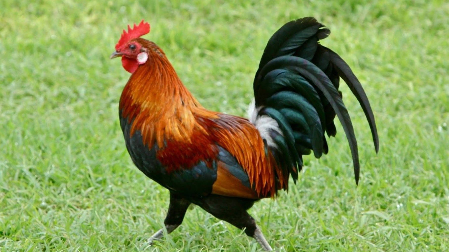 Running Rooster In Grass Wallpaper