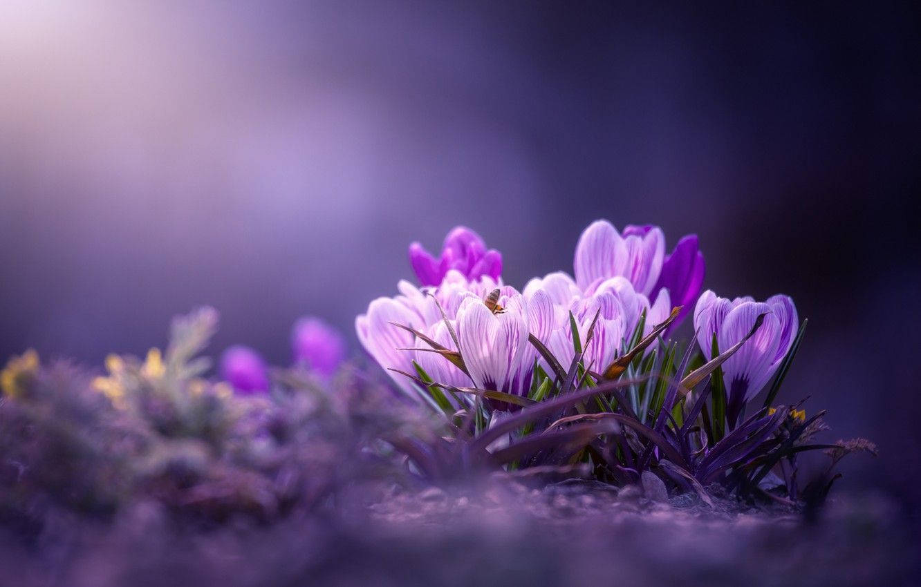 Saffron Crocus Purple Aesthetic Wallpaper