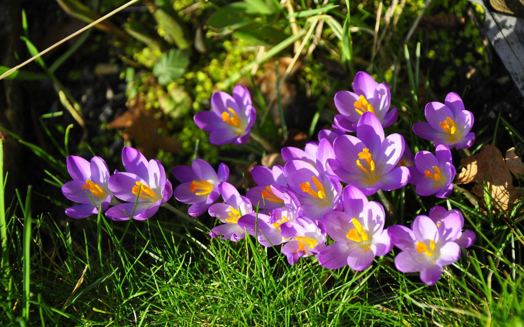 Saffron Crocus Under The Sun Wallpaper