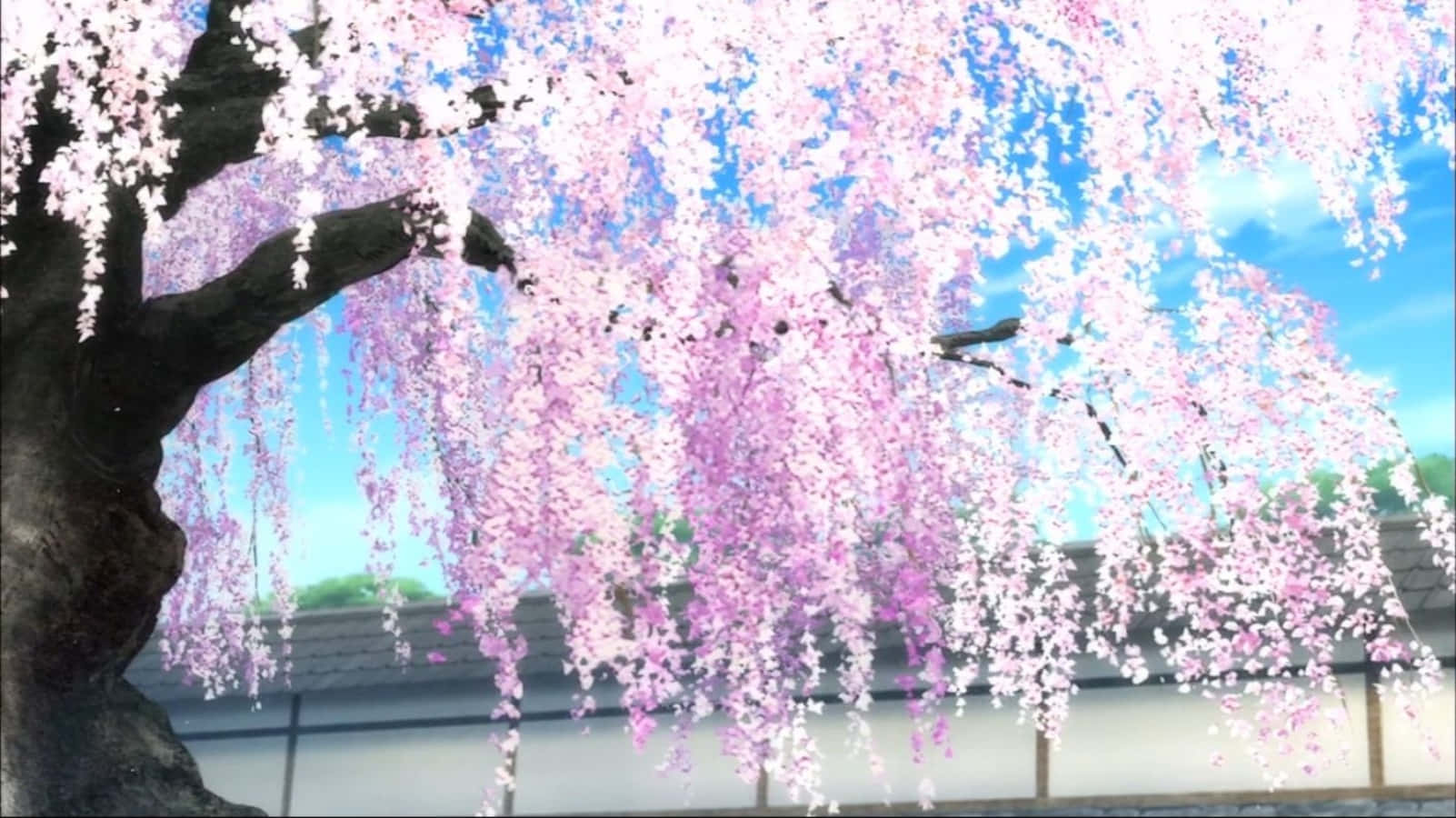 Sakura Anime Cherry Blossom Tree Illustration Wallpaper