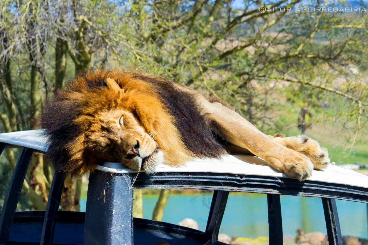 San Diego Zoo Lion On Bus Wallpaper