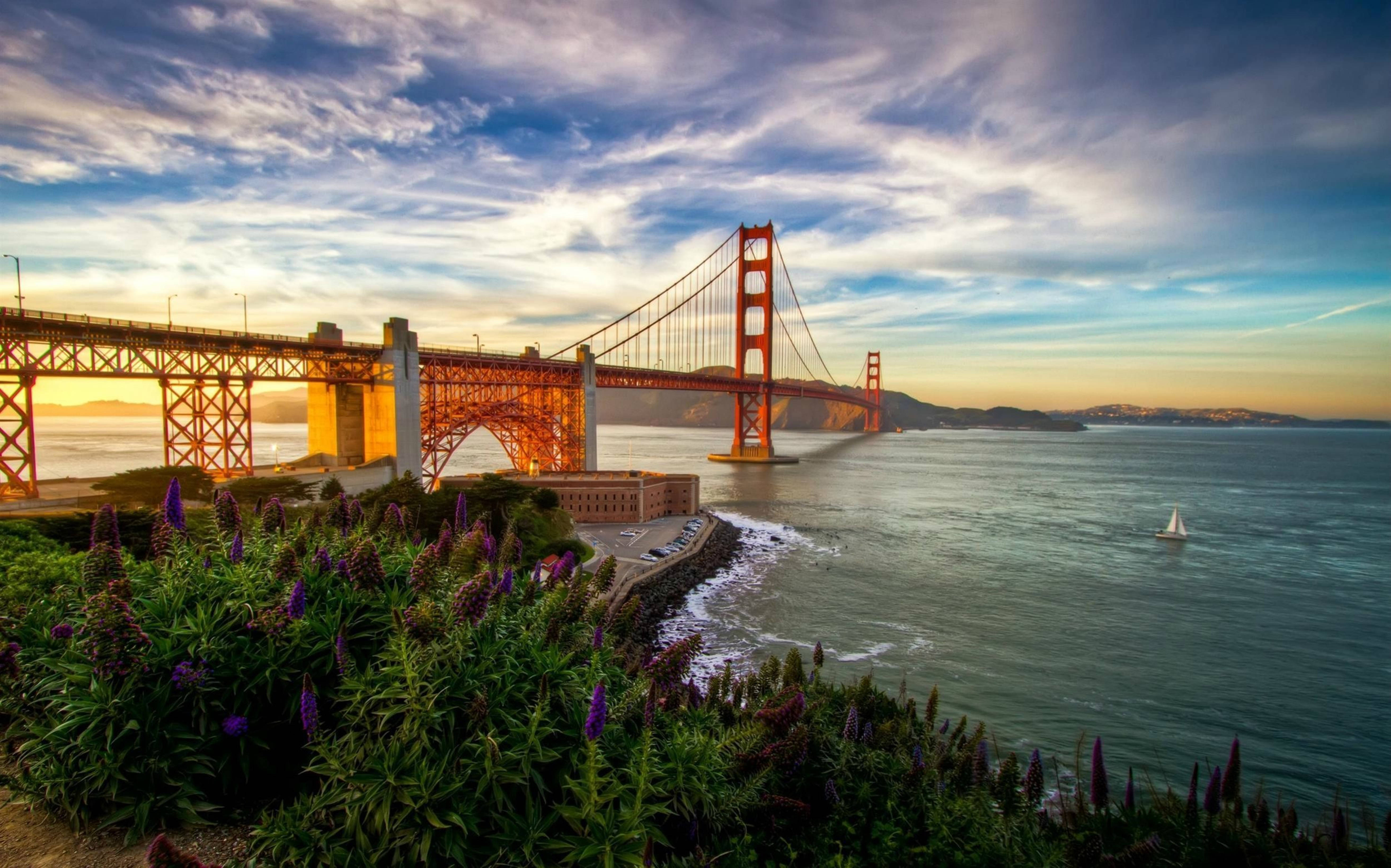 San Francisco 4k Purple Wild Flowers Wallpaper