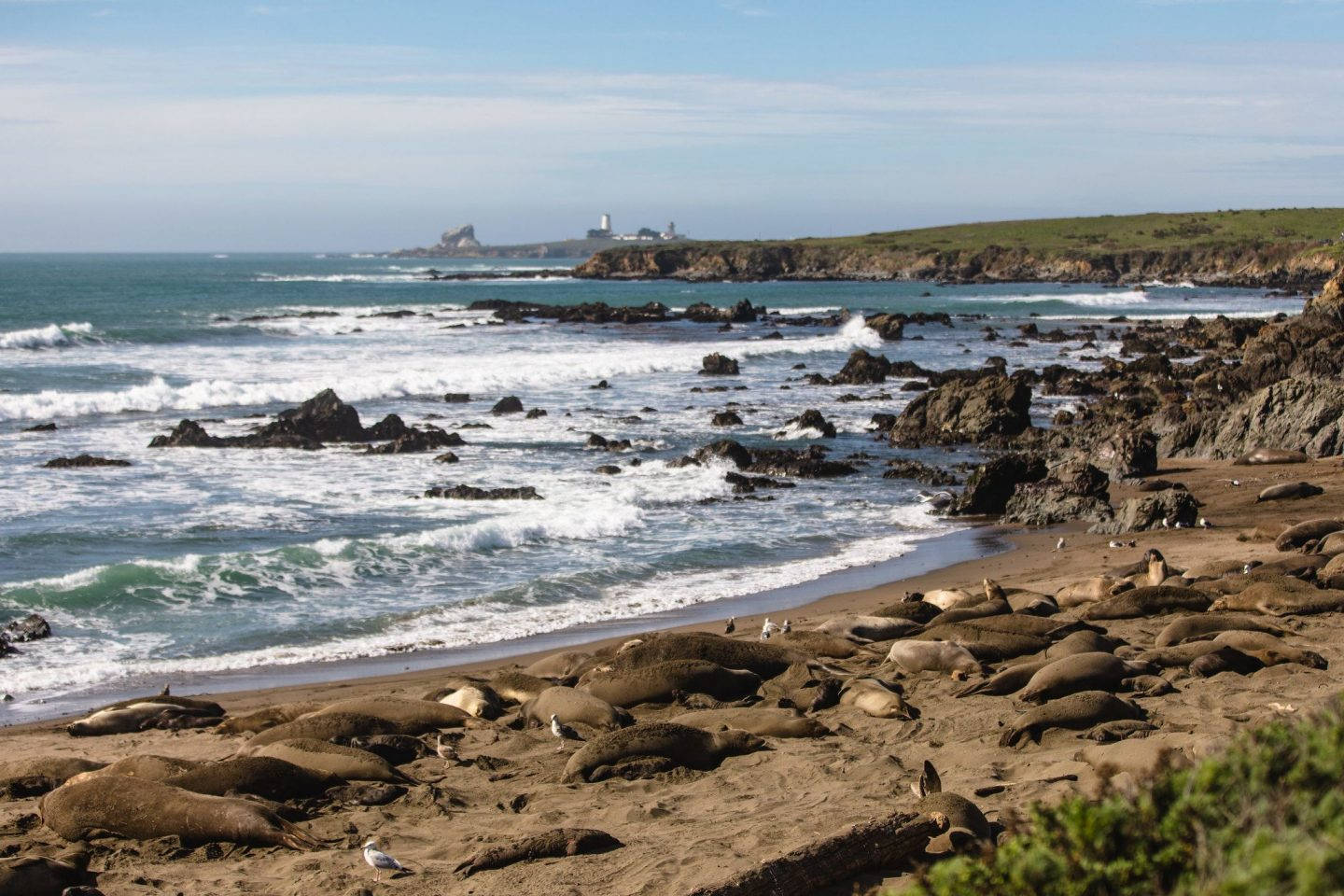 San Simeon Basking Seals Wallpaper