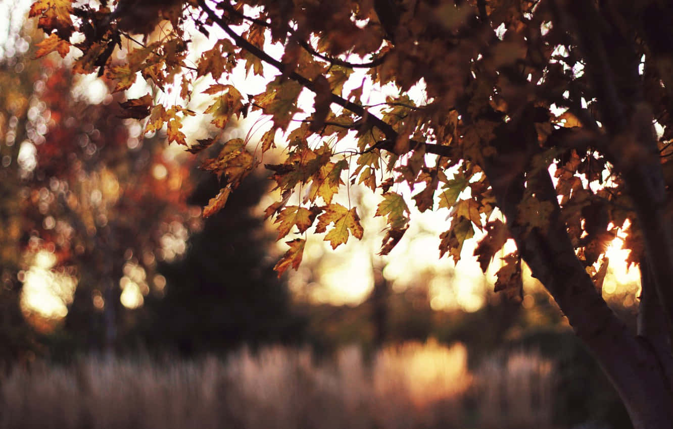 Say Goodbye To The Rejuvenating Summer Days Wallpaper