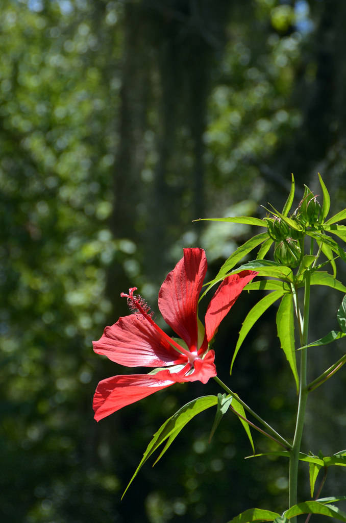 Scarlet Rosemallow Hibiscus Wallpaper