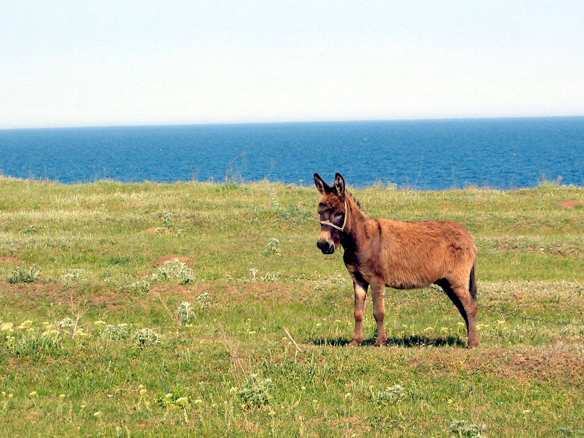 Scenic View And Brown Donkey Wallpaper