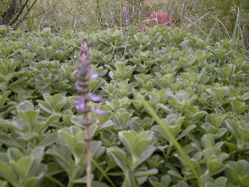 Scenic View Of Sage Plant Field Wallpaper