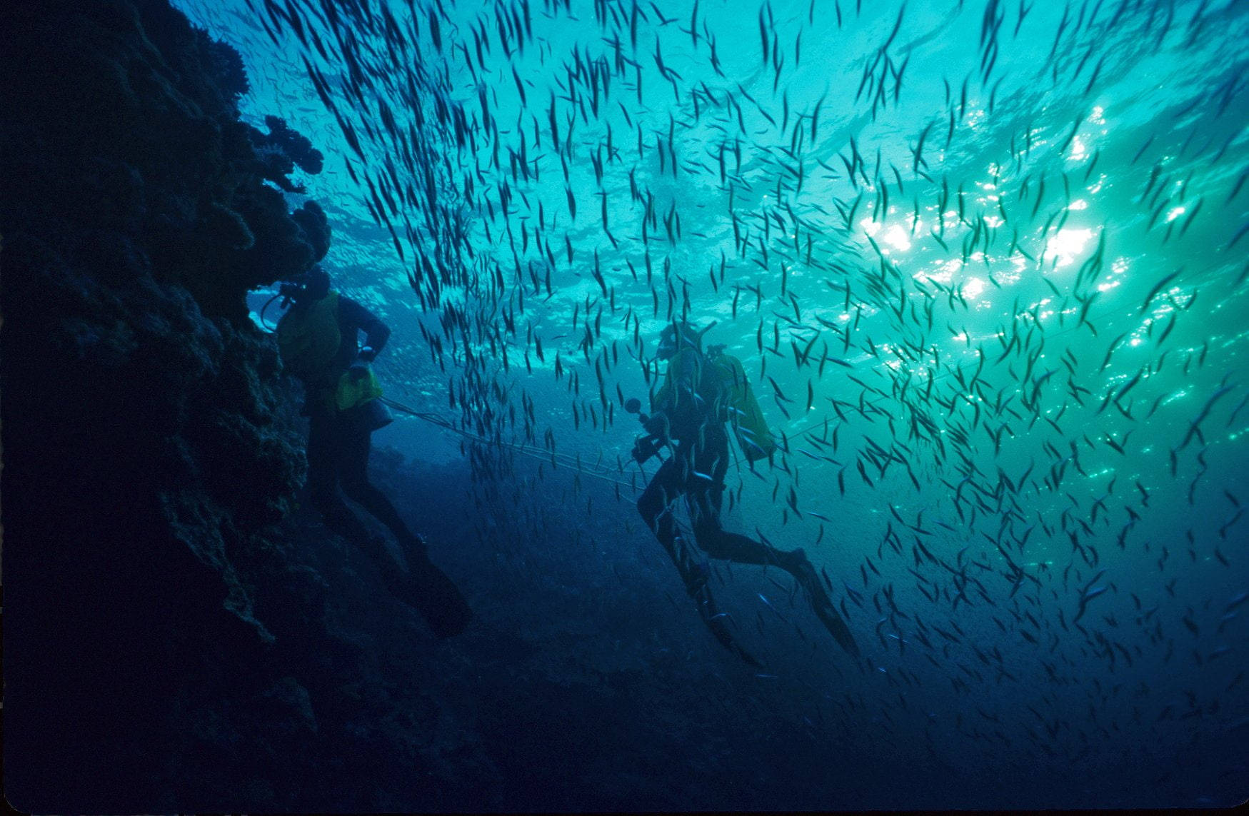 Scuba Diving Swimming Amongst Fish Wallpaper