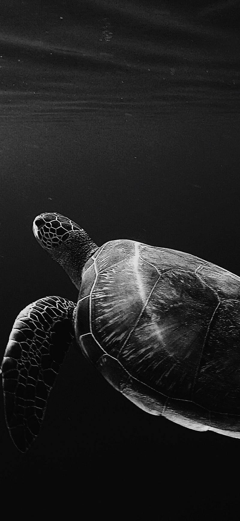 Sea Turtle Black White Iphone Wallpaper