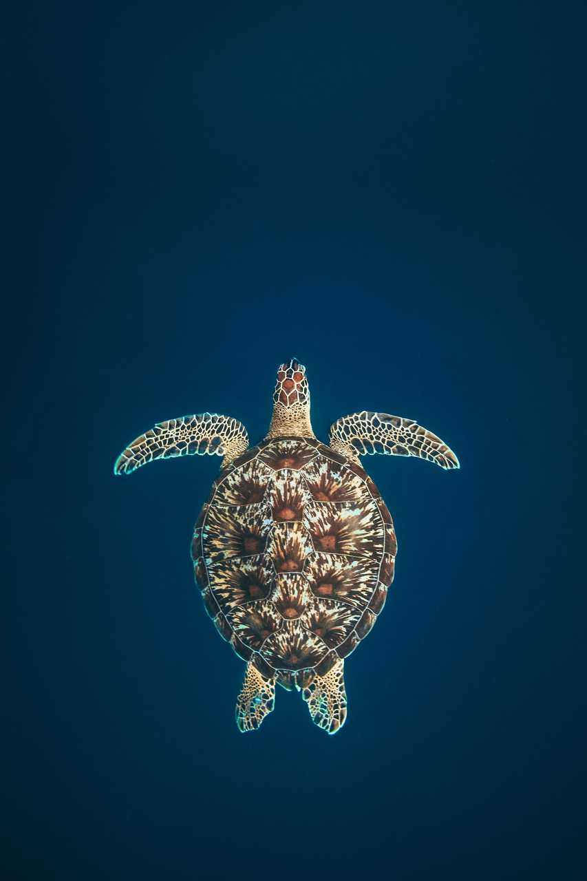 Sea Turtle Straight Iphone Wallpaper