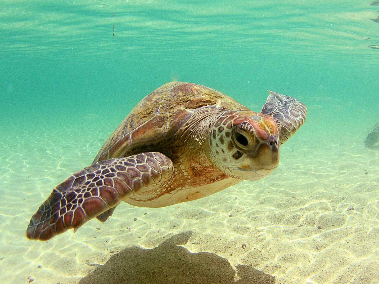 Sea Turtle With A Shadow Underwater Wallpaper