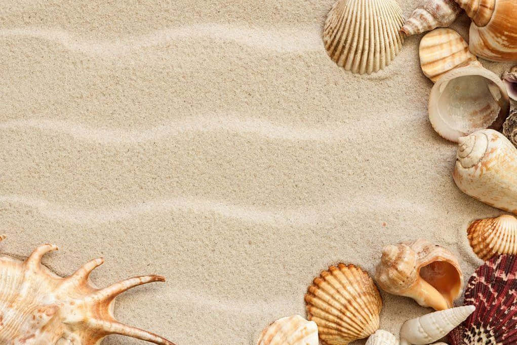 Seashells On Sand Beige Aesthetic Wallpaper