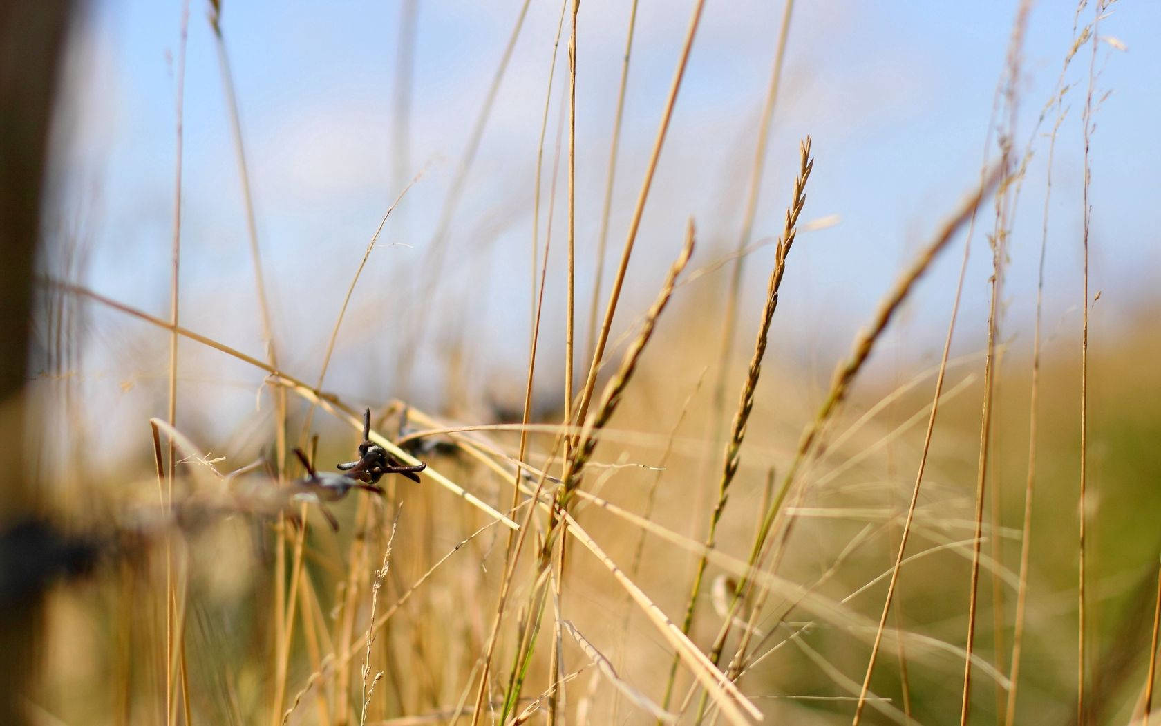 Selective Focus Grass Macro Shot Wallpaper