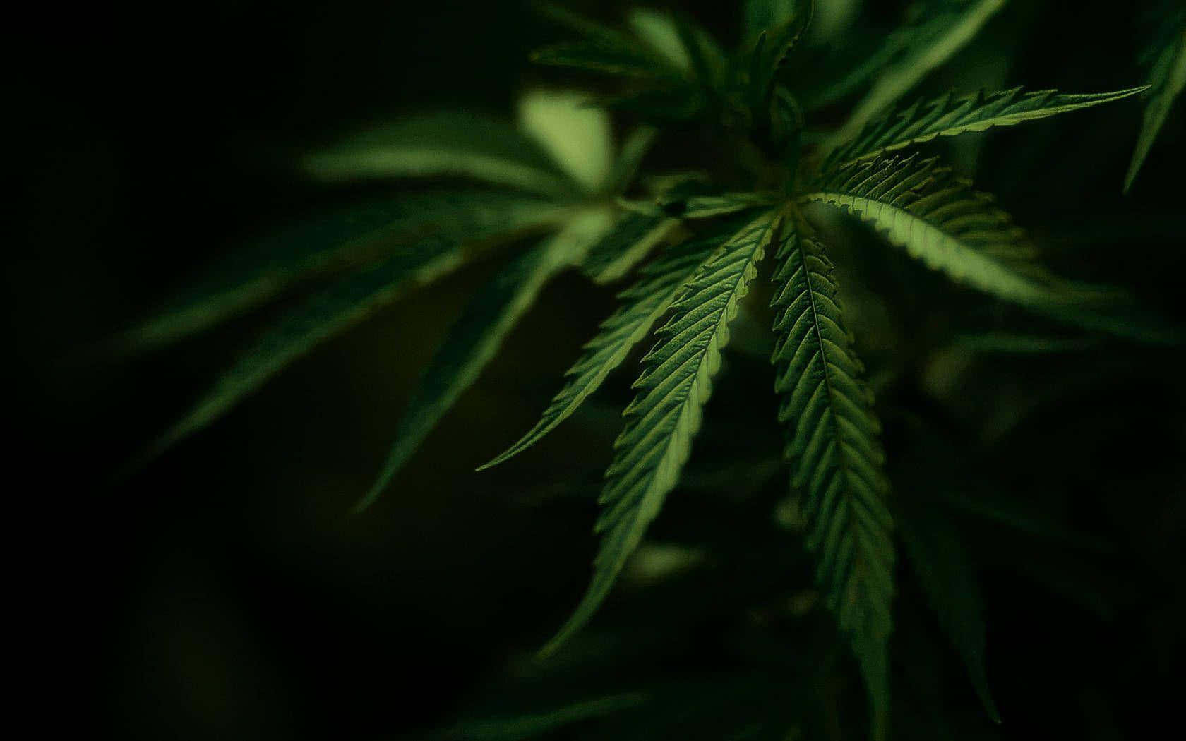 Selective Focus Photo Of Cannabis Leaf Wallpaper