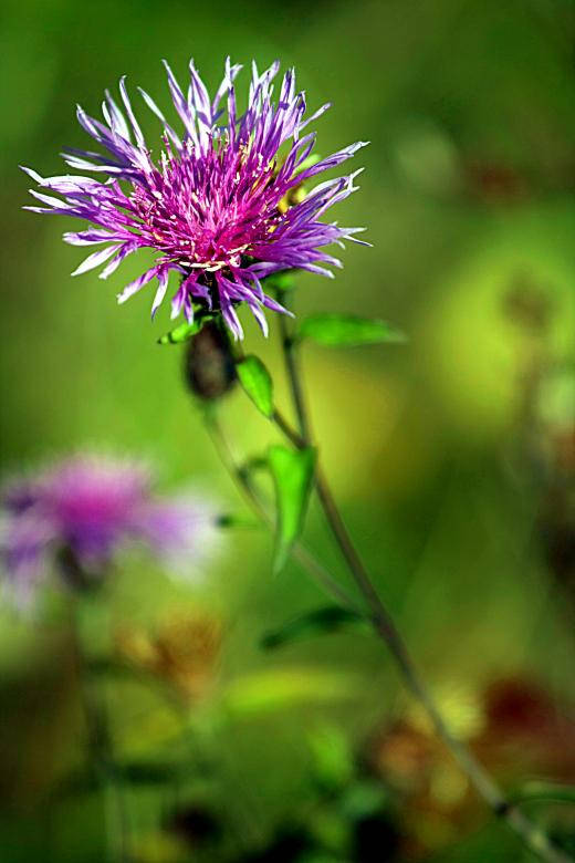 Selective Focus Thistle Under Sunlight Wallpaper