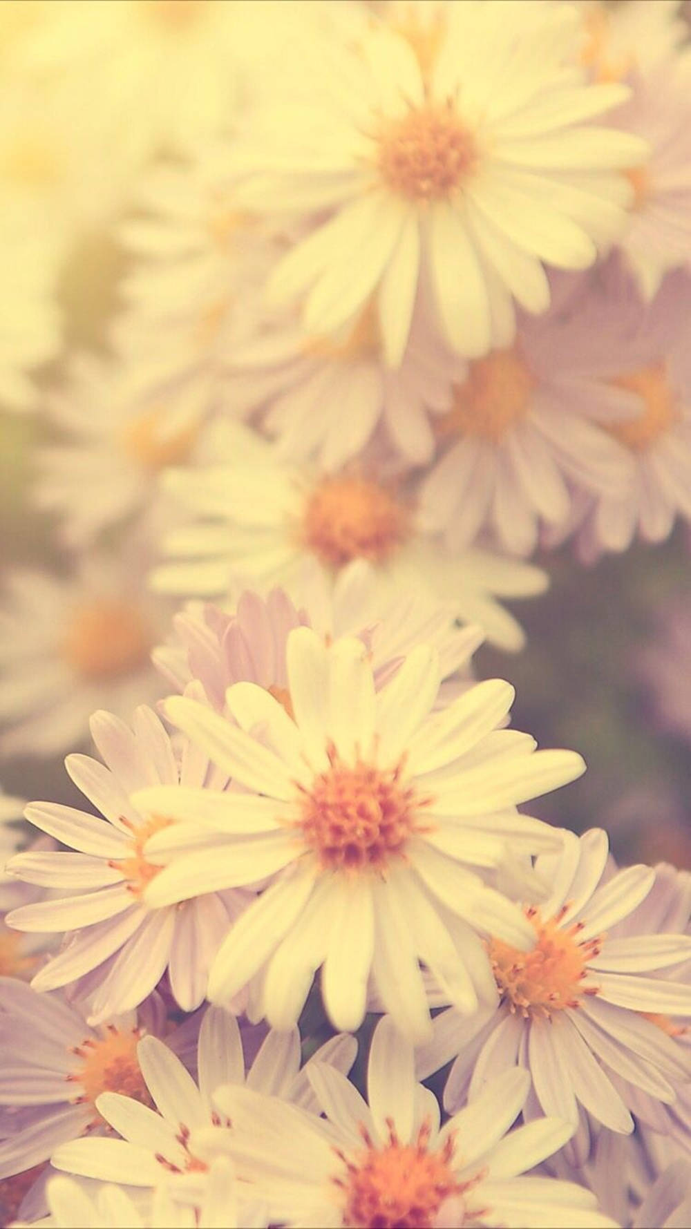 Sepia-toned Daisy Bloom On Phone Screen Wallpaper