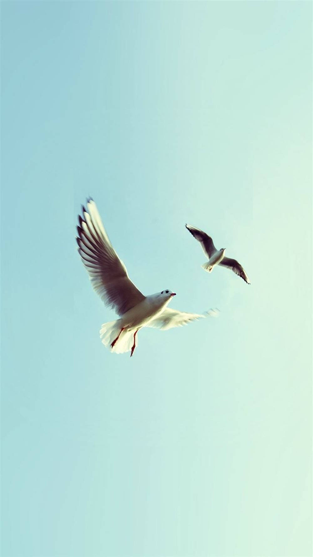 Serenity In The Sky: Doves In Flight Wallpaper