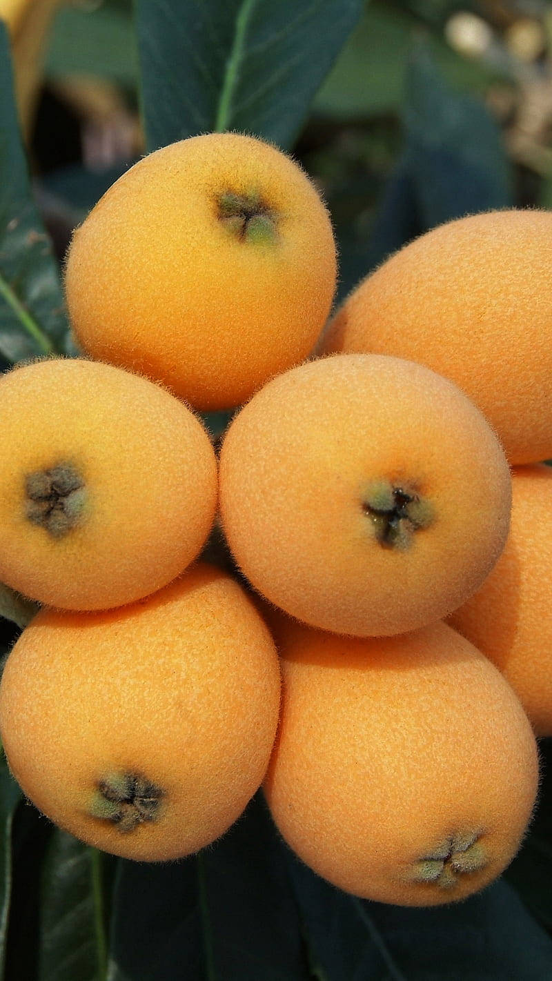 Seven Loquat Plant Fruits Wallpaper