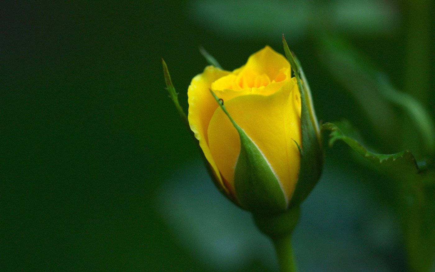 Shallow Focus Yellow Rose Wallpaper