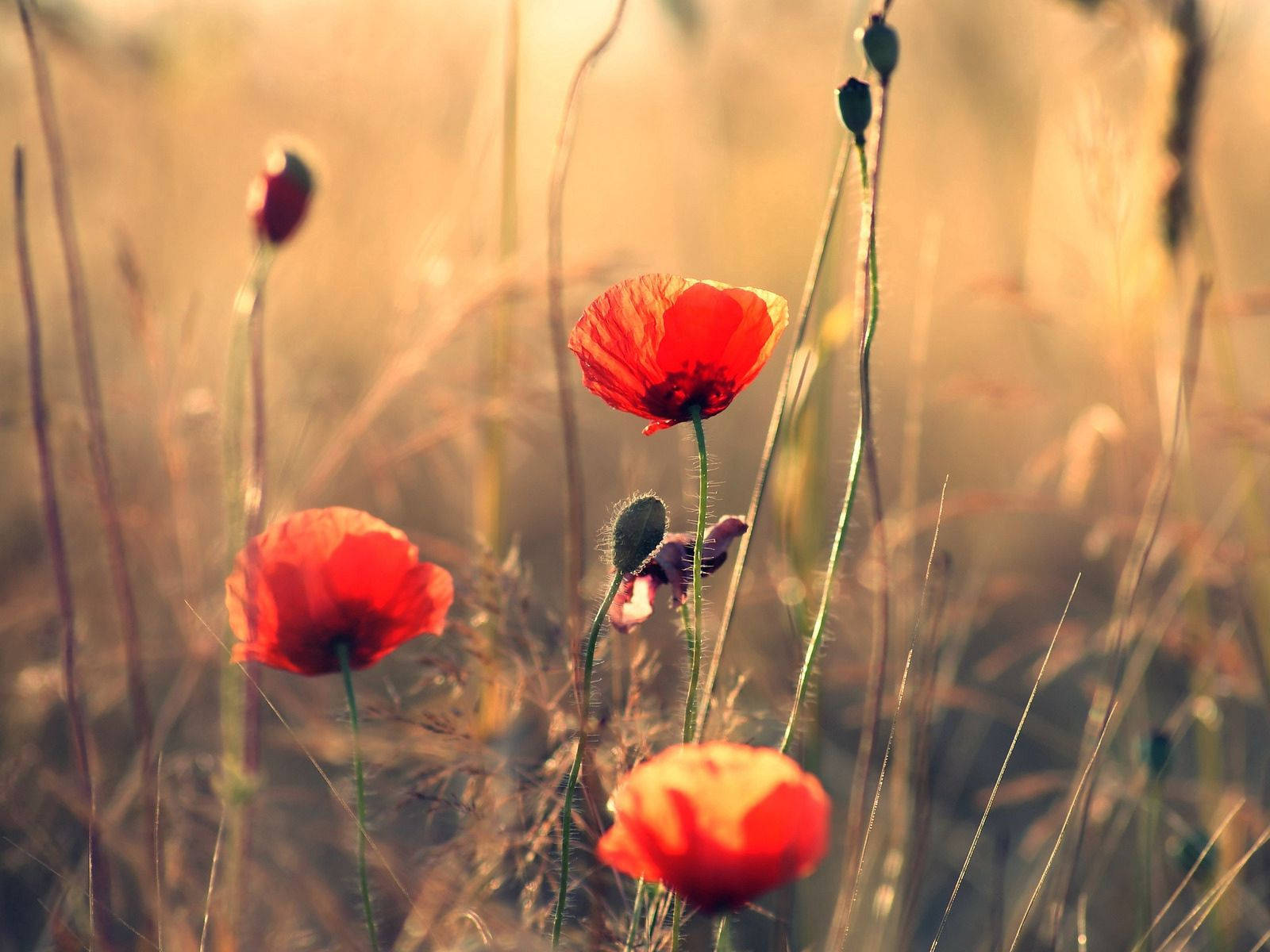 Sharp Color Poppy Wallpaper