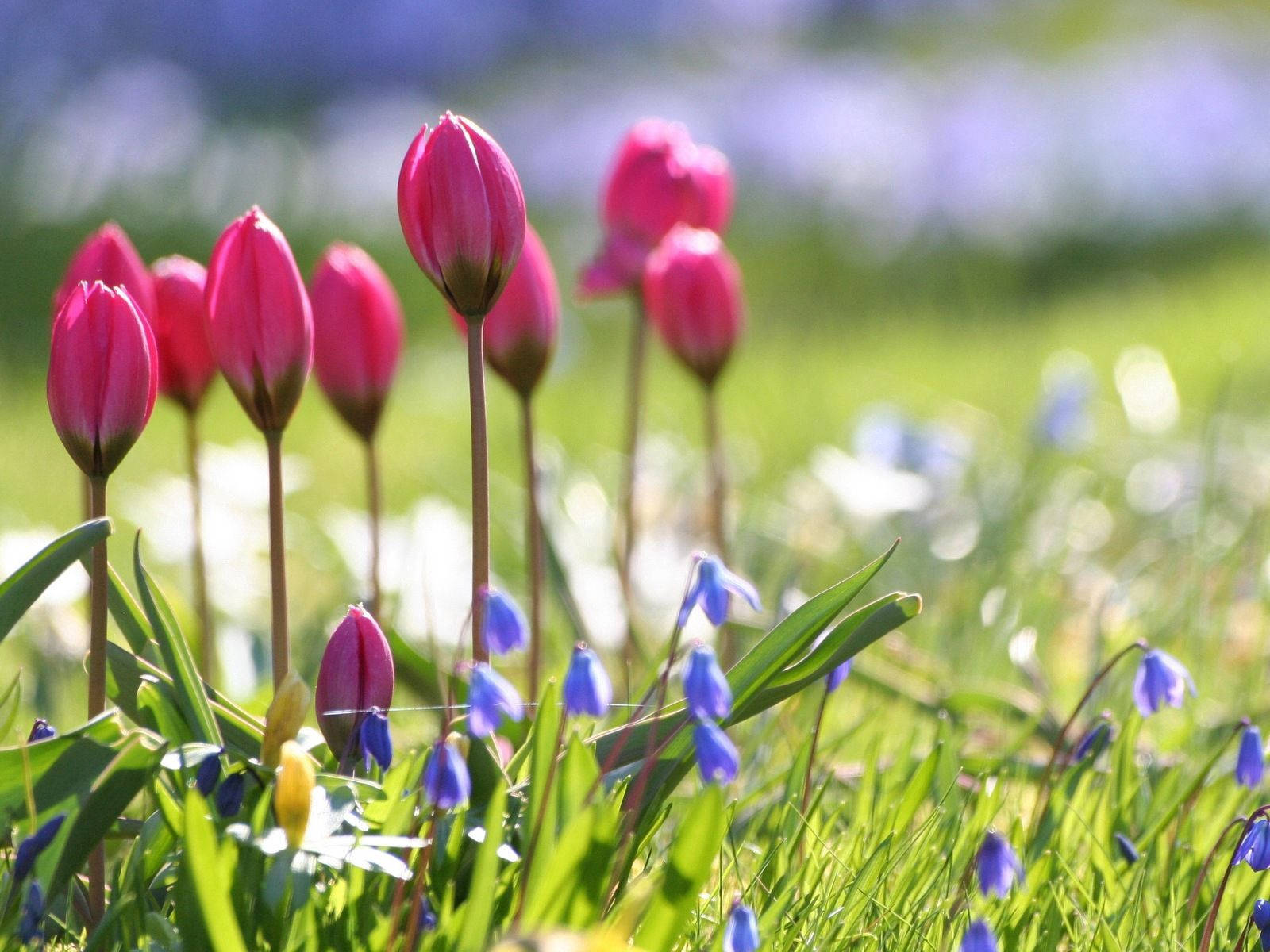 Sharp In Pink Tulips Wallpaper