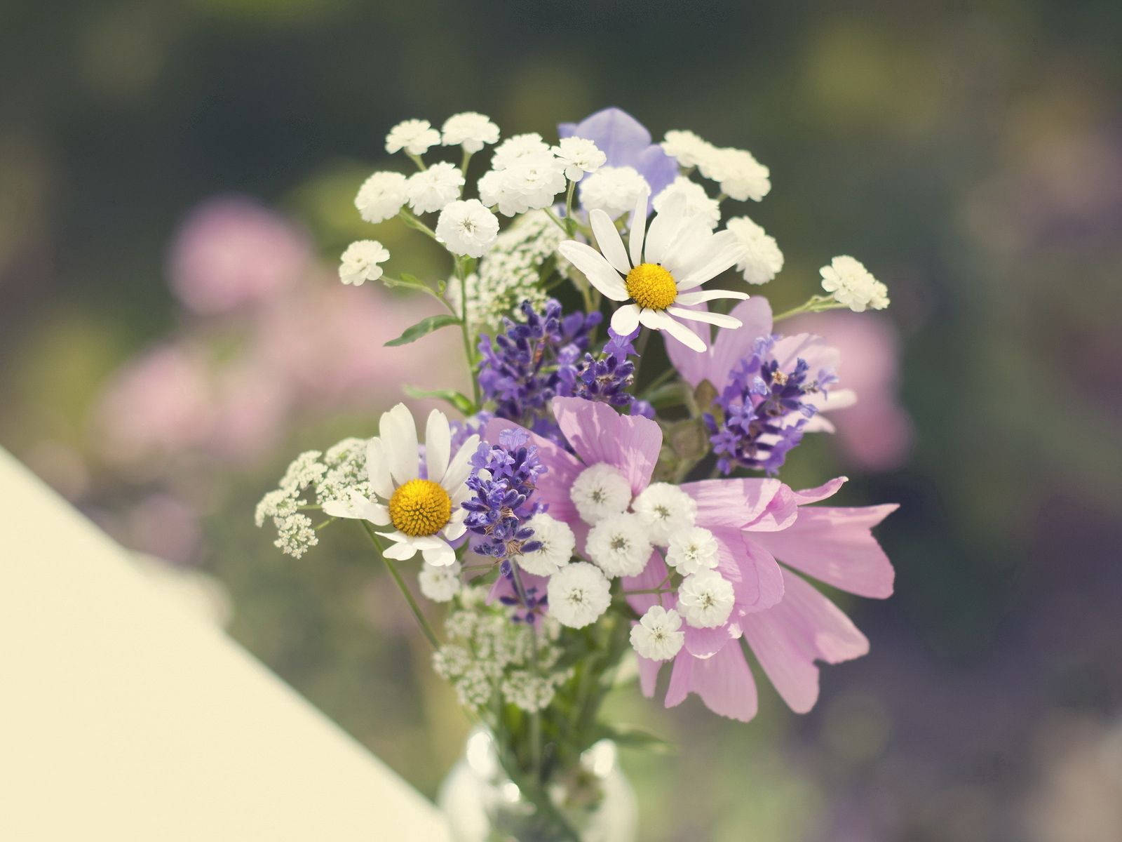 Sharp Violet And White Flowers Wallpaper