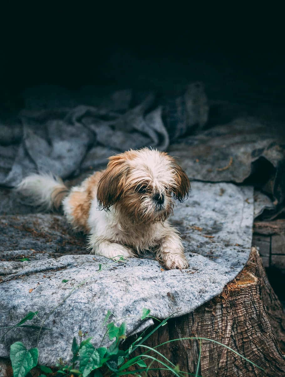 Shih Tzu Aesthetic Photo Outdoor Wallpaper