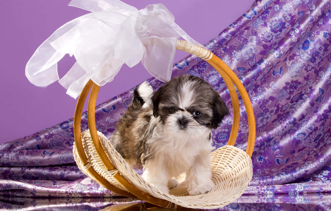 Shih Tzu Basket Purple Background Wallpaper