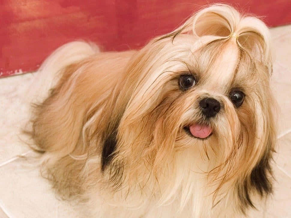 Shih Tzu Dog Breeds Wallpaper