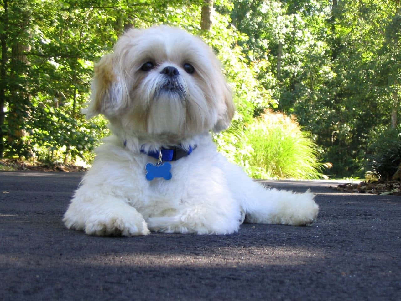 Shih Tzu Pet On The Road Wallpaper