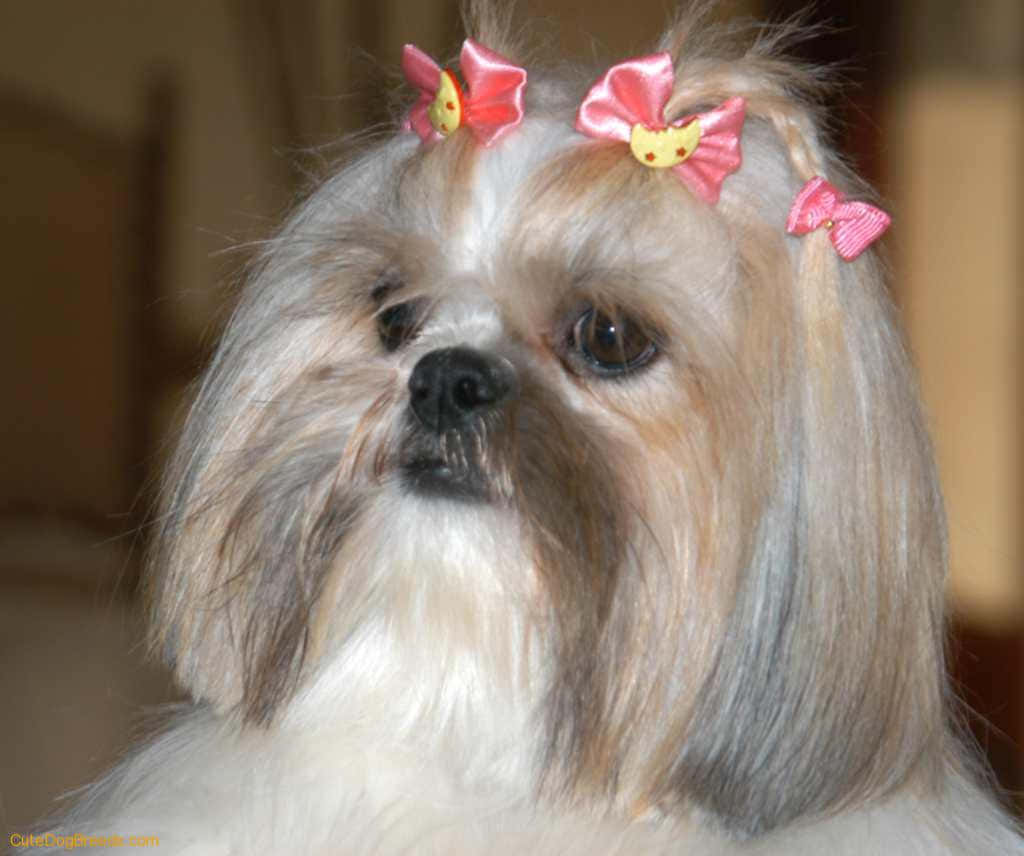 Shih Tzu Ribbons On Hair Wallpaper