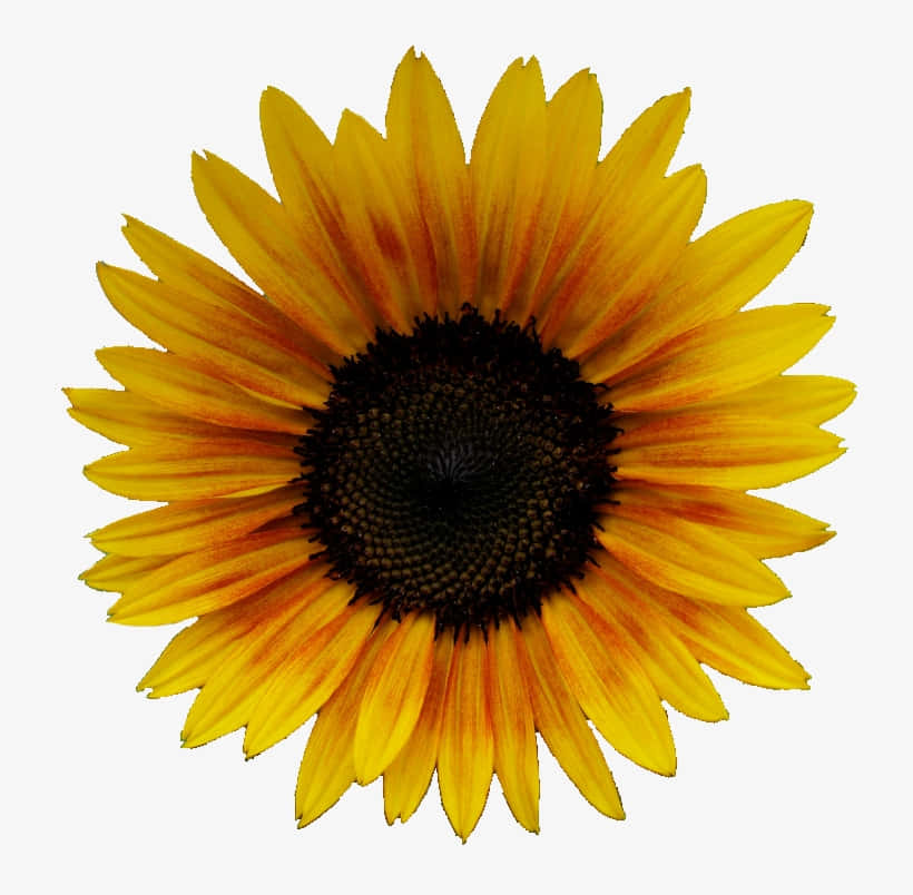 Show Your Sunny Side With A Vibrant Sunflower Yellow Aesthetic! Wallpaper