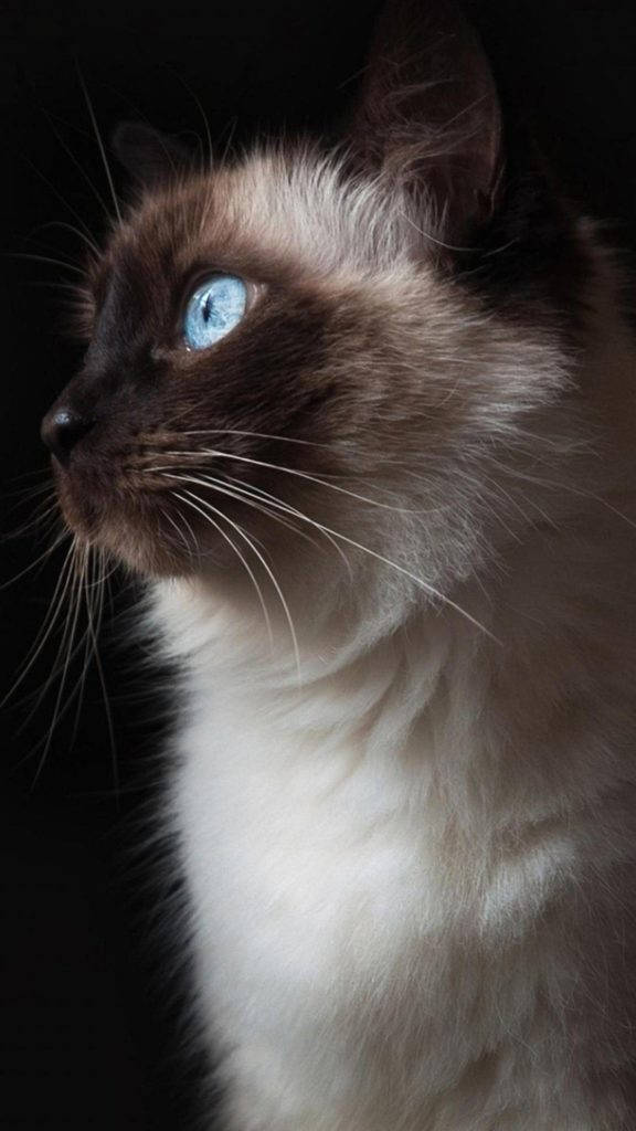 Siamese Cat Full Hd Phone Wallpaper