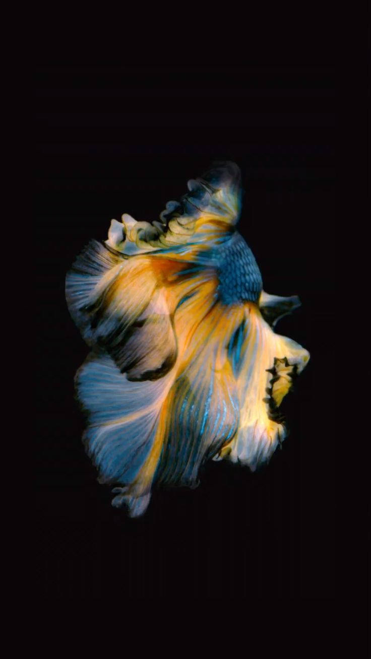 Siamese Fighting Fish Iphone Wallpaper