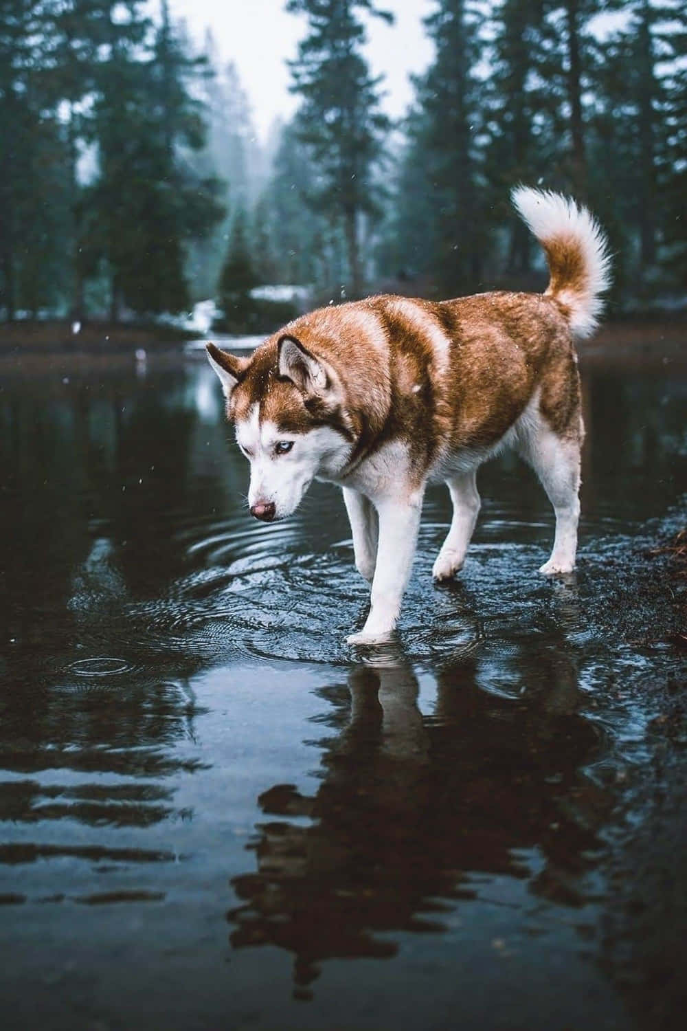 Siberian Husky On Water Wallpaper