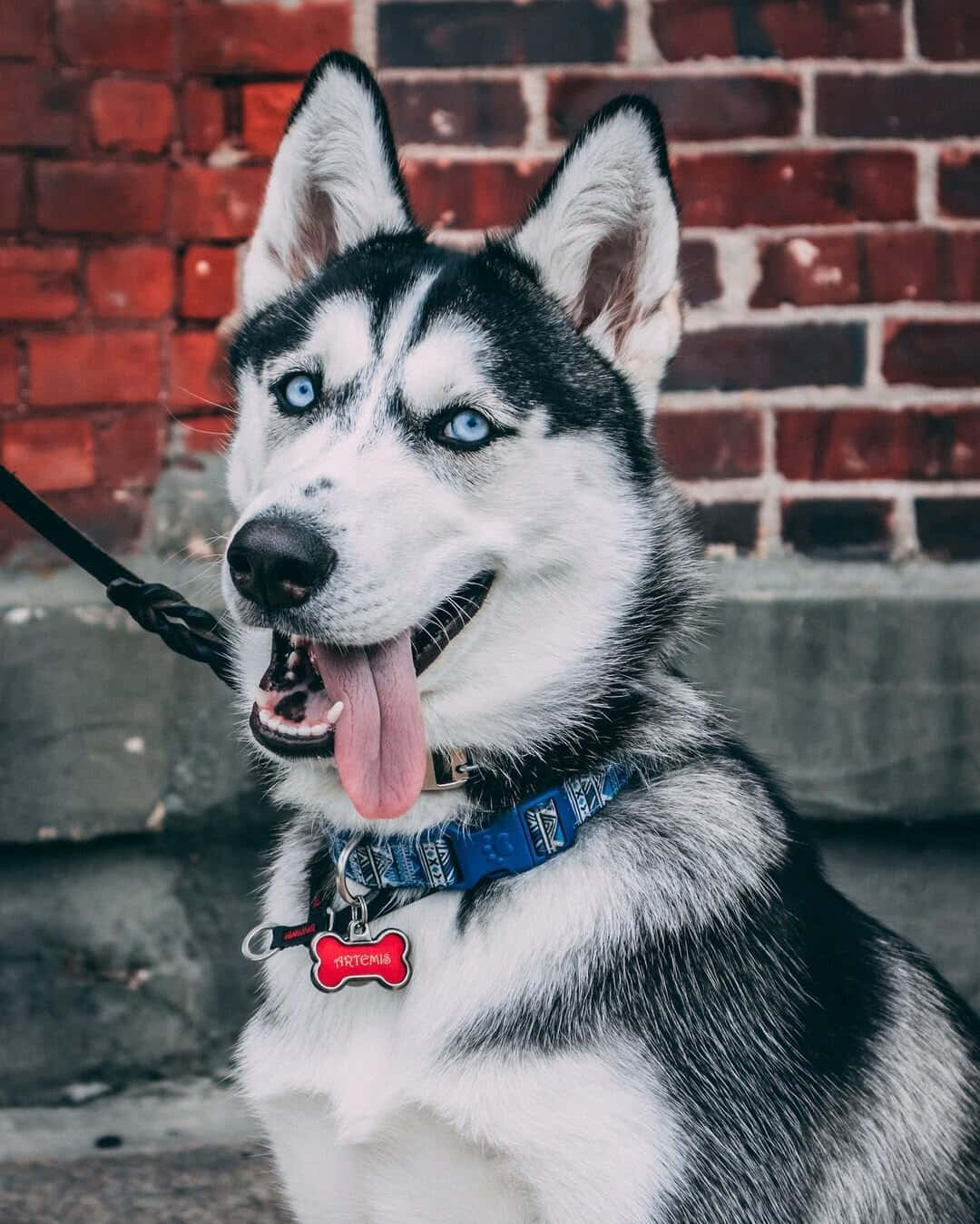 Siberian Husky With Triangular Ears Wallpaper