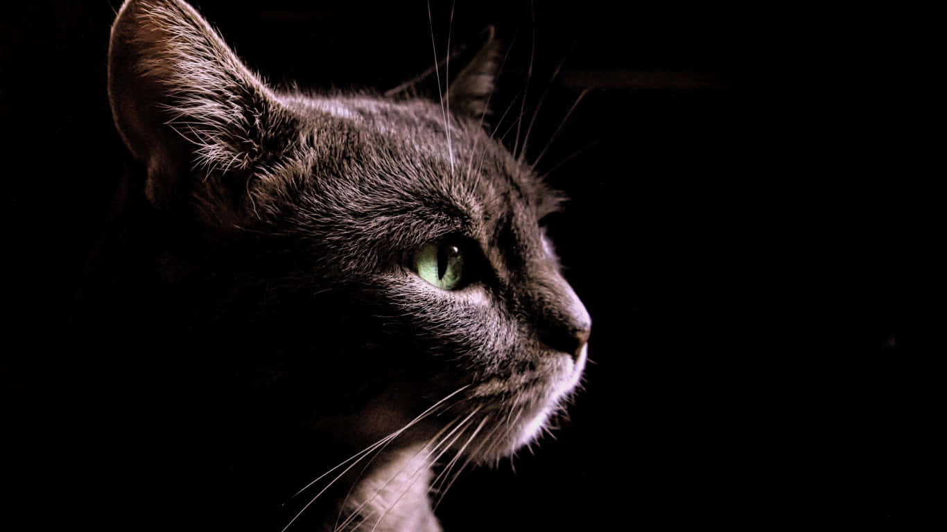 Side Profile Domesticated Black Cat Wallpaper