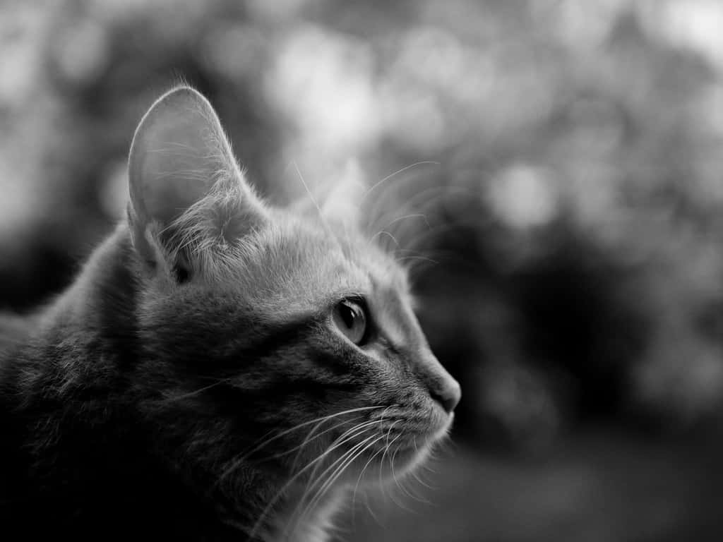 Side Profile Domesticated Cat Wallpaper