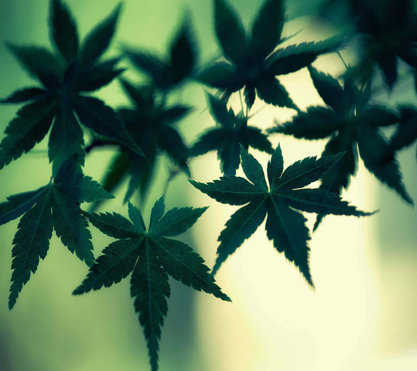 Silhouette Of Several Marijuana Leaves Wallpaper