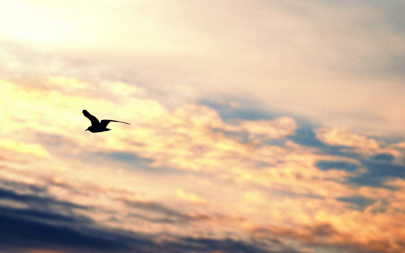 Silhouetted Birds Flying Over The Golden Sky Wallpaper