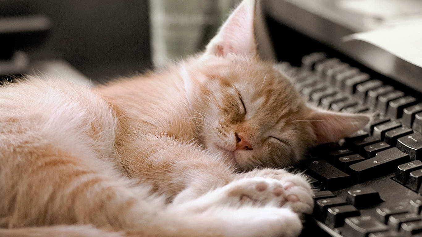 Sleeping Cat Classic Keyboard Wallpaper