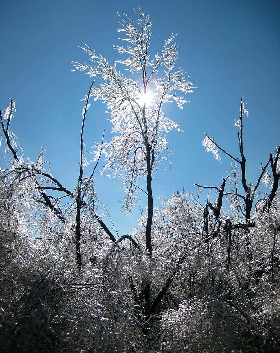 Sleet Frozen Trees And Grasses Wallpaper